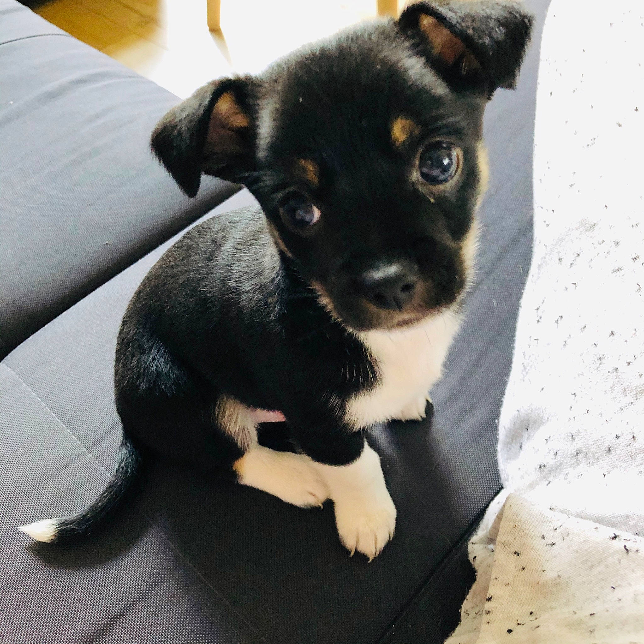 Pongo a rejoint le concours — aidez-le/la à gagner de superbes lots ! canidae, carnivore, companion_dog, dog, dog_breed, english_toy_terrier, feist, mammal, miniature_fox_terrier, potcake_dog, puppy, rare_breed_dog, rat_terrier, ratonero_bodeguero_andaluz, snout, sporting_group, teddy_roosevelt_terrier, tenterfield_terrier, vertebrate, whiskers