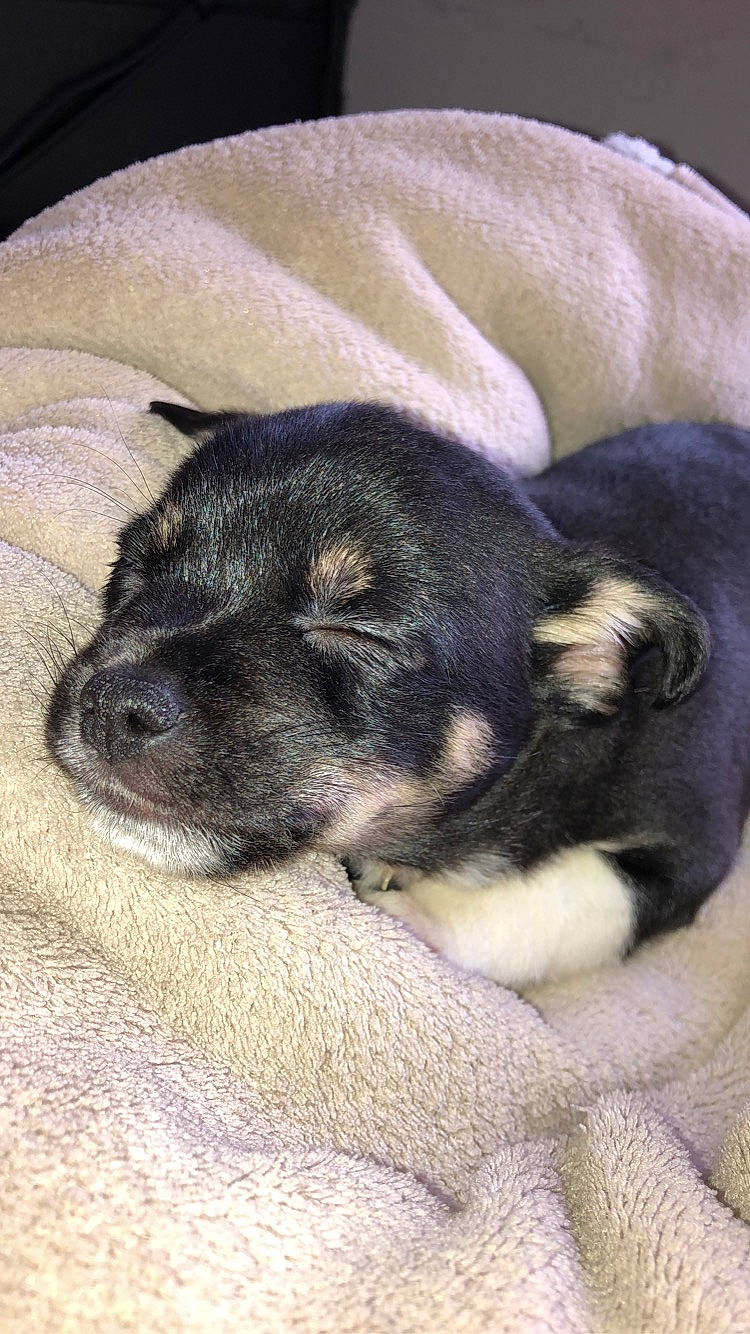 Pongo participe au concours pour gagner de l'argent avec cette photo : border_terrier, canidae, carnivore, companion_dog, dog, dog_breed, miniature_schnauzer, morkie, puppy, schnauzer, snout