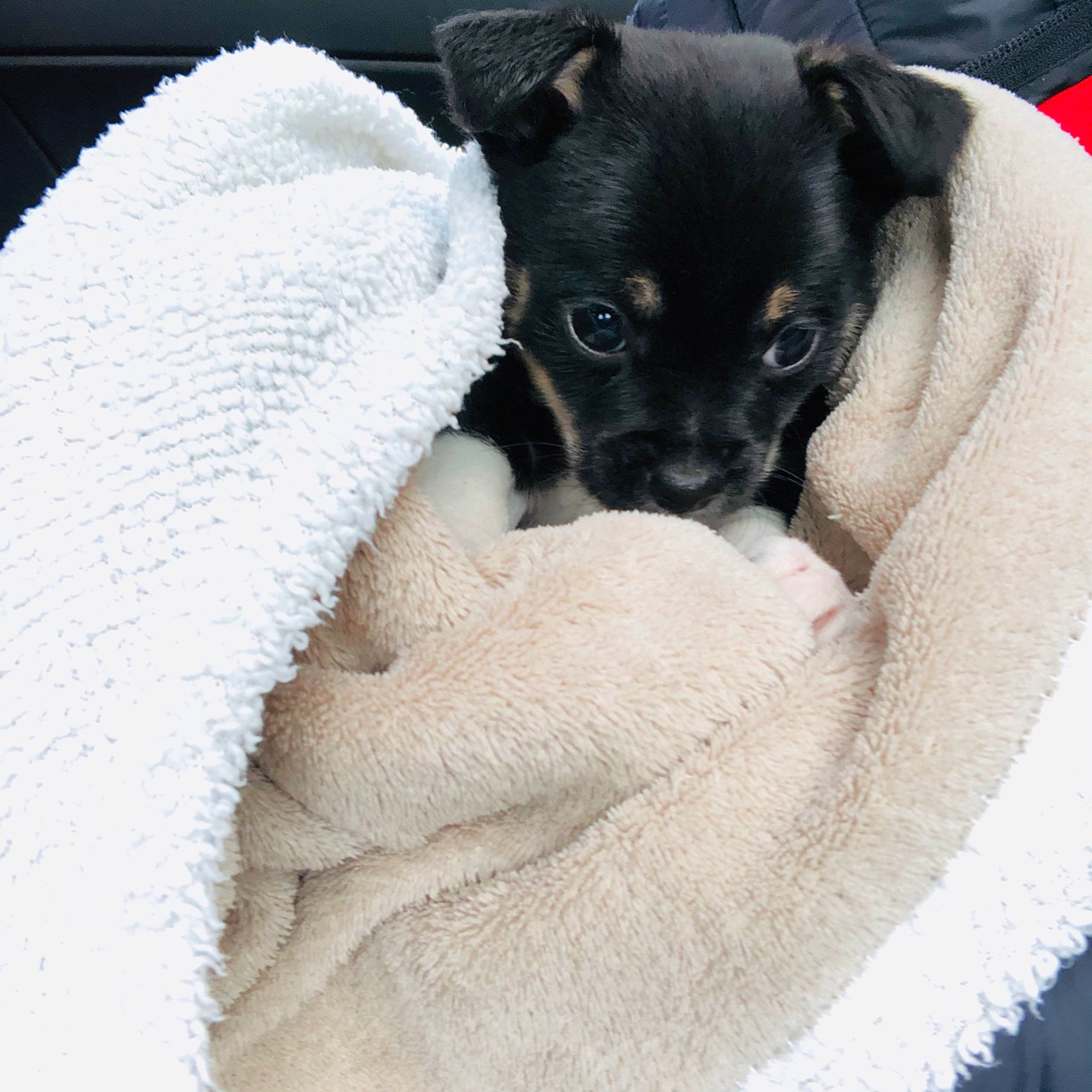 Pongo participe au concours pour gagner de l'argent avec cette photo : canidae, carnivore, companion_dog, danish_swedish_farmdog, dog, dog_breed, fawn, feist, japanese_terrier, mammal, paw, puppy, puppy_love, rat_terrier, ratonero_bodeguero_andaluz, snout, teddy_roosevelt_terrier, tenterfield_terrier, toy_dog, toy_fox_terrier