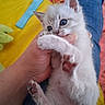 kitten, cat, blue_eyes, white_fur, paw, hand, playing, person, jeans, lap, blanket, yellow, pink, blue, cute, indoor, pet, furry, young, candid