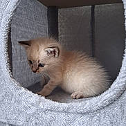 Bambi participe au concours pour gagner de l'argent avec cette photo : kitten, cat, pet, furry, cute, animal, indoors, cozy, soft, feline, small, young, fur, paws, curious, cat_condo, resting, gray, texture, cute_animal
