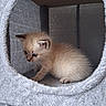 kitten, cat, pet, furry, cute, animal, indoors, cozy, soft, feline, small, young, fur, paws, curious, cat_condo, resting, gray, texture, cute_animal