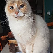 Mounette participe au concours pour gagner de l'argent avec cette photo : animal, blue_eyes, cat, clock, close_up, curious, digital_clock, domestic_cat, feline, fluffy, fur, home, indoor, light, notebook, pet, sitting, spiral_notebook, table, whiskers