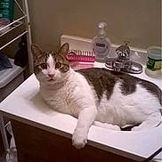 Buggy Doo is registered to the contest to win money with this photo: cat, feline, pet, animal, bathroom, sink, countertop, white_fur, brown_tabby, lying_down, relaxed, front_paw, portrait, indoors, mirror, faucet, toiletries, soap_dispenser, domestic_scene, photograph