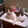 cat, feline, pet, animal, bathroom, sink, countertop, white_fur, brown_tabby, lying_down, relaxed, front_paw, portrait, indoors, mirror, faucet, toiletries, soap_dispenser, domestic_scene, photograph