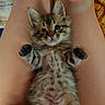 kitten, cat, pet, animal, furry, cute, small, tabby, fur, paws, legs, relaxing, indoor, cozy, sleepy, adorable, young, lying, belly_up, soft