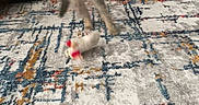 Anakin is registered to the contest to win money with this photo: cat, jumping, motion_blur, toy, rug, indoor, furniture, wood_floor, cabinet, patterned_rug, playful, blurred, pet, animal, feline, home, floor, colorful, dynamic, action