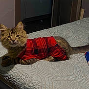 Anakin is registered to the contest to win money with this photo: cat, kitten, pet, red_clothing, plaid, bed, bedspread, indoor, furniture, cozy, animal, cute, feline, resting, domestic, young, fluffy, tail, texture, fabric