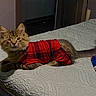 cat, kitten, pet, red_clothing, plaid, bed, bedspread, indoor, furniture, cozy, animal, cute, feline, resting, domestic, young, fluffy, tail, texture, fabric