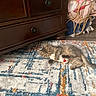 kitten, cat, toy, plush, mouse_toy, rug, patterned_rug, furniture, dresser, basket, blanket, floor, indoor, pet, cute, sleeping, cozy, small_animal, fur, domestic_animal