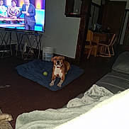 Mocha joined the competition — help win amazing prizes! dog, brown_dog, mat, tennis_ball, living_room, television, people_on_tv, wooden_furniture, bucket, dark_room, floor, blanket, sofa, couch, indoor, pet, animal, home, relaxed, watching