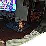 dog, brown_dog, mat, tennis_ball, living_room, television, people_on_tv, wooden_furniture, bucket, dark_room, floor, blanket, sofa, couch, indoor, pet, animal, home, relaxed, watching