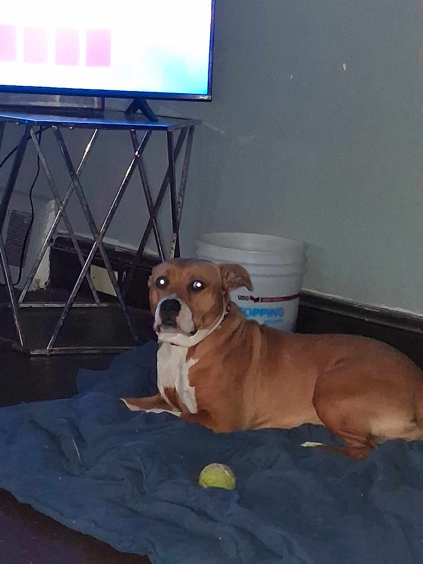 Mocha is registered to the contest to win money with this photo: dog, brown_dog, white_markings, blanket, tennis_ball, indoor, floor, tv_stand, bucket, pet, animal, resting, alert, living_room, furniture, collar, canine, domestic_animal, household, laying_down