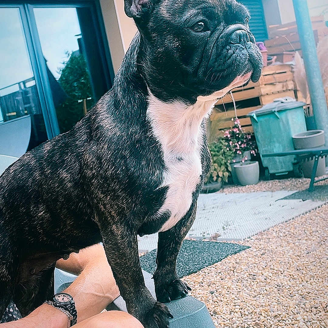 Payka participe au concours pour gagner de l'argent avec cette photo : adult, animal, bostonbull, boxer, bulldog, canine, dog, frenchbulldog, indoors, interiordesign, male, man, pebble, person, pet, pitbull, plant, pottedplant, puppy, soil