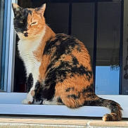 Myla participe au concours pour gagner de l'argent avec cette photo : animal, calico, cat, closeup, daylight, domestic_animal, feline, fur, home, looking, outdoor, pet, portrait, resting, sitting, sunlight, tail, whiskers, window, windowsill