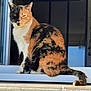 animal, calico, cat, closeup, daylight, domestic_animal, feline, fur, home, looking, outdoor, pet, portrait, resting, sitting, sunlight, tail, whiskers, window, windowsill