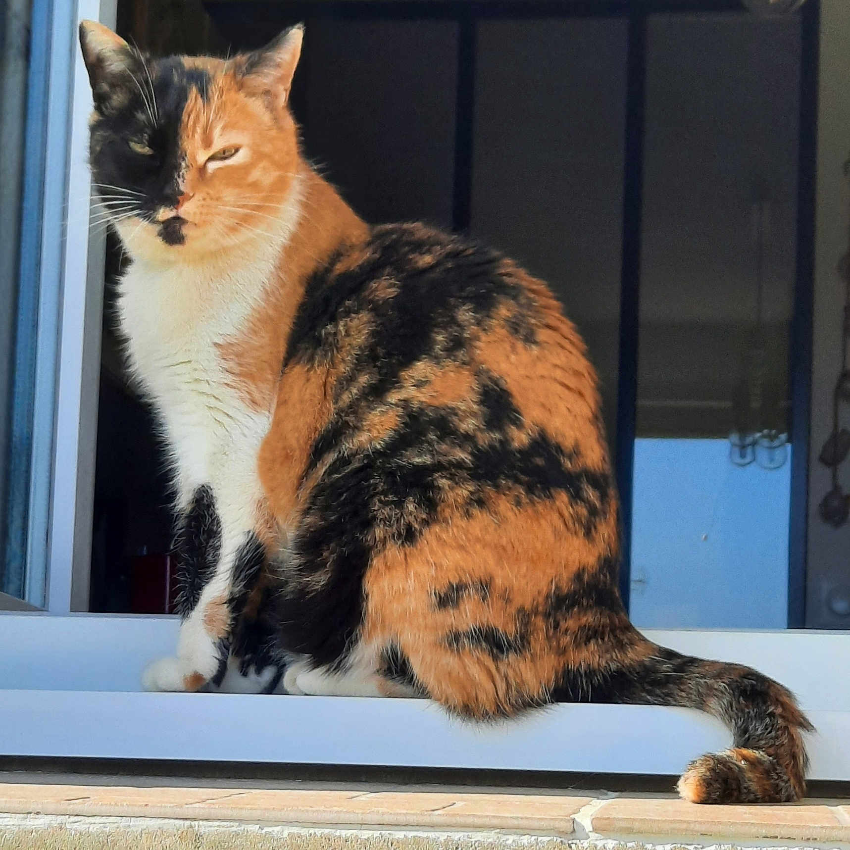 Myla