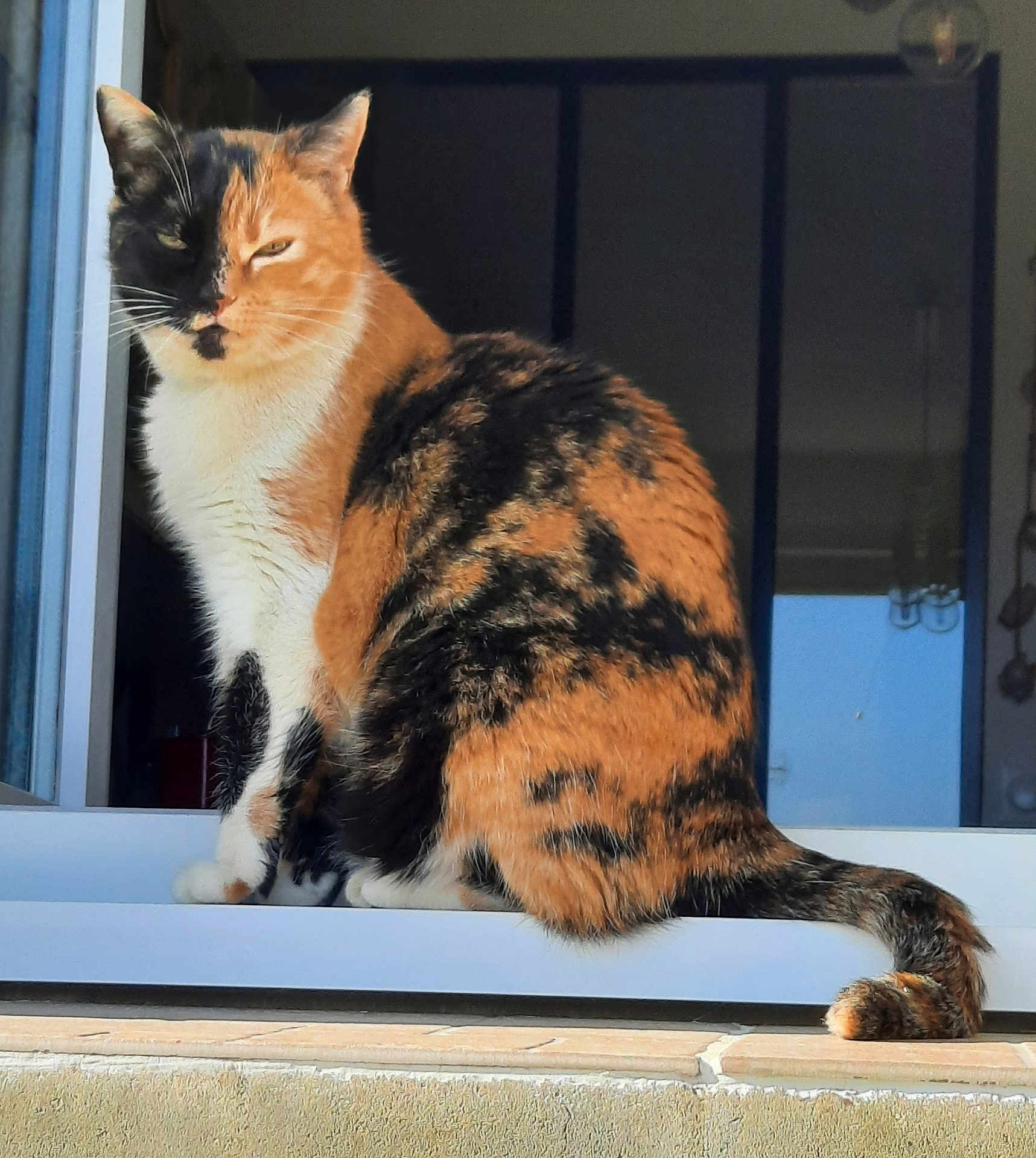 Myla participe au concours pour gagner de l'argent avec cette photo : animal, calico, cat, closeup, daylight, domestic_animal, feline, fur, home, looking, outdoor, pet, portrait, resting, sitting, sunlight, tail, whiskers, window, windowsill