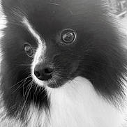 Youri a rejoint le concours — aidez-le/la à gagner de superbes lots ! dog, close_up, black_and_white, fluffy, fur, pet, indoor, curious, portrait, animal, whiskers, nose, ears, eyes, mammal, companion, cute, furry, domestic, canine