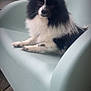 Youri participe au concours pour gagner de l'argent avec cette photo : dog, black_and_white, fluffy, sitting, chair, pet, animal, cute, portrait, outdoor, relaxed, furry, small_dog, canine, modern_furniture, calm, domestic_animal, paw, face, ears