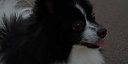 Youri participe au concours pour gagner de l'argent avec cette photo : dog, black, white, fluffy, tongue_out, road, evening, city_lights, outdoor, animal, pet, small_dog, fur, side_view, twilight, nature, cute, street, blurred_background, walking