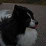 dog, black, white, fluffy, tongue_out, road, evening, city_lights, outdoor, animal, pet, small_dog, fur, side_view, twilight, nature, cute, street, blurred_background, walking