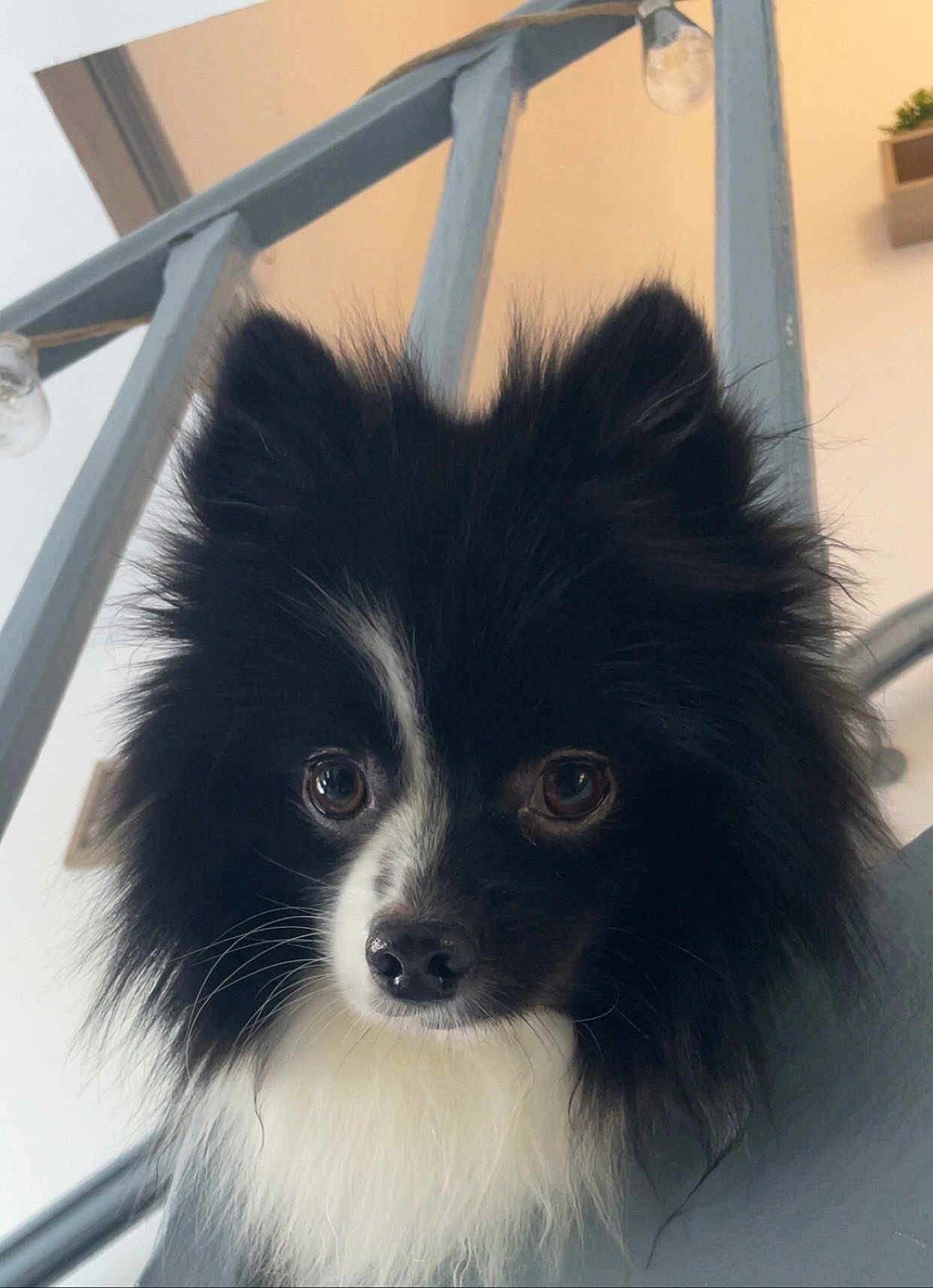 Youri a rejoint le concours — aidez-le/la à gagner de superbes lots ! dog, black_and_white, fluffy, pet, animal, indoors, staircase, curious, closeup, portrait, fur, nose, ears, whiskers, domestic_animal, companion, cute, friendly, looking, face
