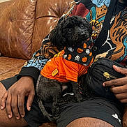 Levi is registered to the contest to win money with this photo: black_dog, blanket, casual_photo, companion_animal, costume, dog, fluffy, halloween_costume, human, indoors, lap, leather_couch, living_room, looking_at_camera, orange_shirt, person, pet, portrait, sitting, small_dog