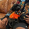 black_dog, blanket, casual_photo, companion_animal, costume, dog, fluffy, halloween_costume, human, indoors, lap, leather_couch, living_room, looking_at_camera, orange_shirt, person, pet, portrait, sitting, small_dog