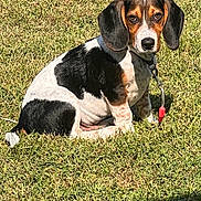 Bandit is registered to the contest to win money with this photo: dog, puppy, beagle, grass, outdoor, pet, collar, tag, sitting, sunlight, shadow, animal, cute, tricolor, ears, fur, nature, young, looking, curious