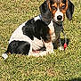 dog, puppy, beagle, grass, outdoor, pet, collar, tag, sitting, sunlight, shadow, animal, cute, tricolor, ears, fur, nature, young, looking, curious