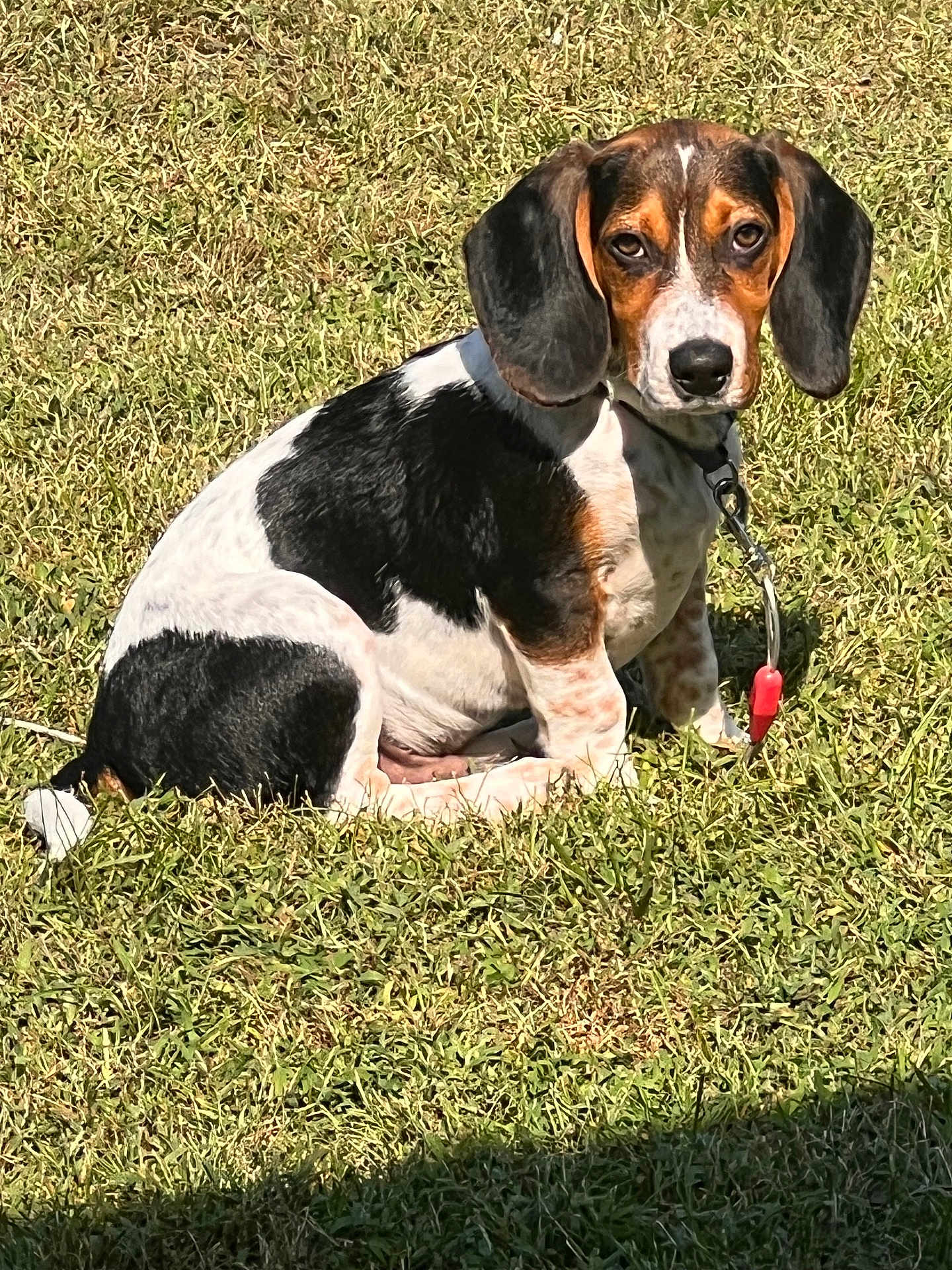 Bandit