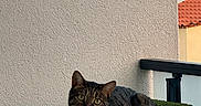 Aïko participe au concours pour gagner de l'argent avec cette photo : cat, tabby_cat, feline, pet, animal, green_cat_tree, rooftop, balcony, outdoor, portrait, sitting, lying_down, striped_fur, whiskers, ears, green_eyes, wall, railing, terracotta_roof, blue_sky