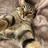 Aïko participe au concours pour gagner de l'argent avec cette photo : cat, tabby_cat, pet, animal, feline, green_eyes, whiskers, striped_fur, lying_down, relaxed, paw, close_up, portrait, blanket, plush, cozy, indoors, bed, soft_texture, playful