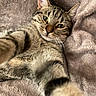 cat, tabby_cat, pet, animal, feline, green_eyes, whiskers, striped_fur, lying_down, relaxed, paw, close_up, portrait, blanket, plush, cozy, indoors, bed, soft_texture, playful