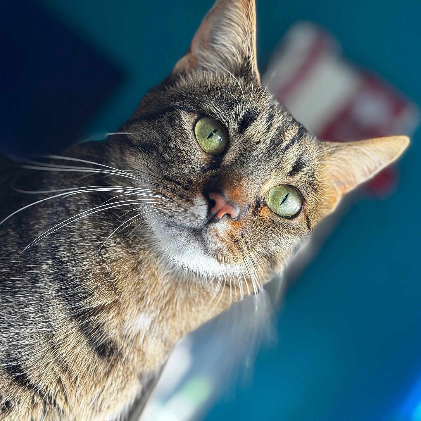 Aïko participe au concours pour gagner de l'argent avec cette photo : cat, tabby, pet, animal, portrait, close_up, green_eyes, whiskers, fur, striped_fur, lying_down, indoors, cushion, blue_background, cozy, alert, curious, face, mammal, photography