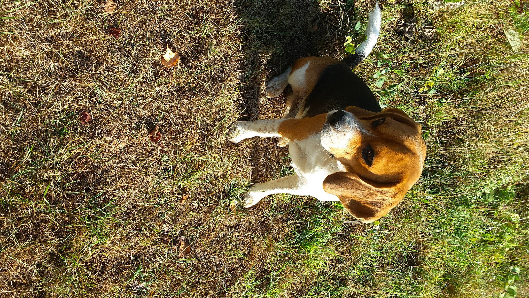 Loustik a rejoint le concours — aidez-le/la à gagner de superbes lots ! american_foxhound, beagle, beagle_harrier, canidae, carnivore, coonhound, dog, dog_breed, english_coonhound, english_foxhound, estonian_hound, finnish_hound, grand_anglo_francais_tricolore, grass, harrier, hound, scent_hound, serbian_tricolour_hound, smooth_fox_terrier, treeing_walker_coonhound