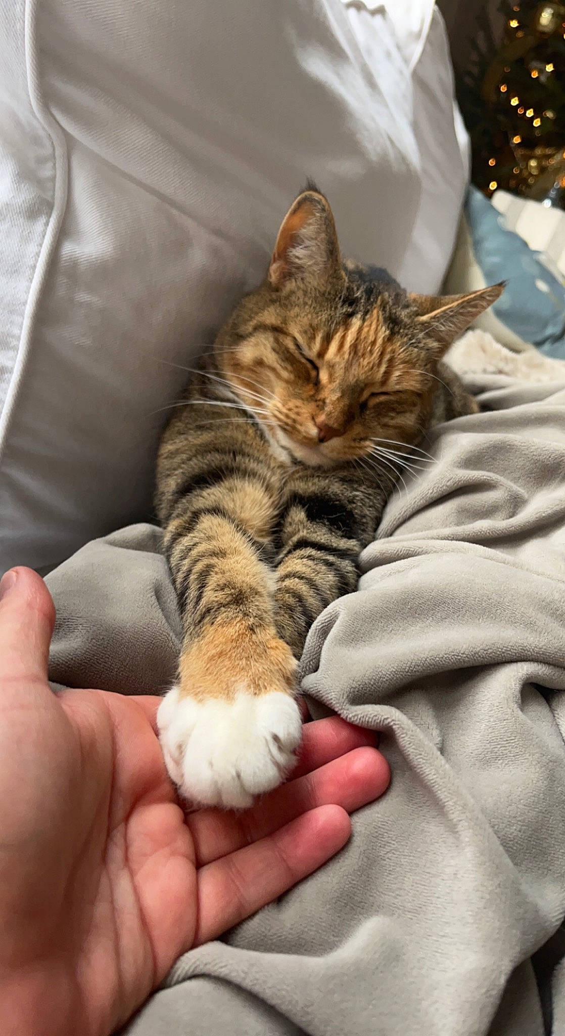 Riley joined the competition — help win amazing prizes! carnivore, cat, claw, comfort, couch, domestic_short_haired_cat, fawn, felidae, foot, fur, gesture, human_leg, linens, nail, paw, small_to_medium_sized_cats, snout, tail, thumb, whiskers