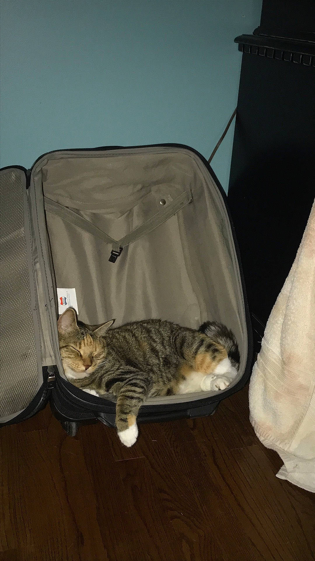 Riley joined the competition — help win amazing prizes! bag, carnivore, cat, cat_supply, comfort, domestic_short_haired_cat, felidae, flooring, fur, grey, hardwood, linens, luggage_and_bags, room, small_to_medium_sized_cats, suitcase, tail, terrestrial_animal, whiskers, wood