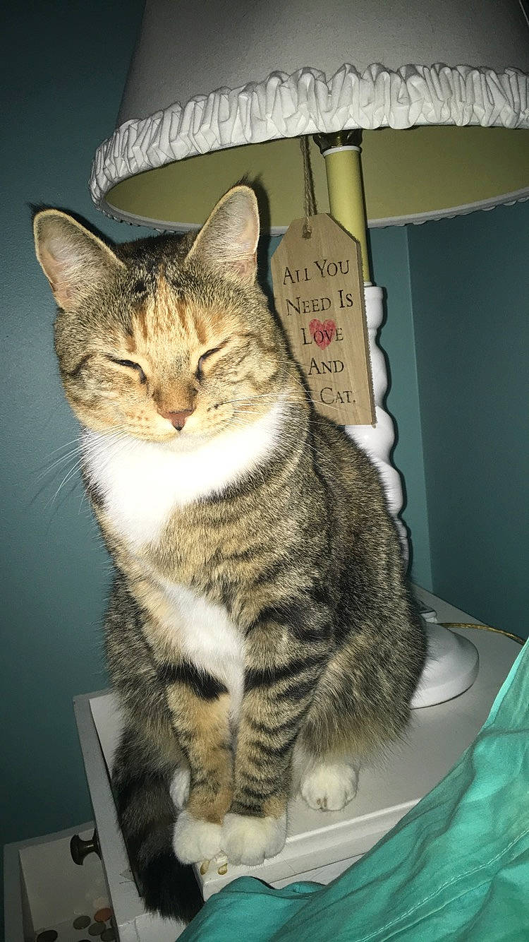 Riley joined the competition — help win amazing prizes! carnivore, cat, curtain, domestic_short_haired_cat, felidae, fur, lamp, lampshade, paw, sitting, small_to_medium_sized_cats, snout, tail, terrestrial_animal, whiskers