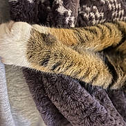 Riley is registered to the contest to win money with this photo: cap, carpet, comfort, fashion_accessory, felidae, fur, fur_clothing, grey, knitting, linens, military_camouflage, pattern, sleeve, small_to_medium_sized_cats, tail, thread, whiskers, wool, woolen, woven_fabric