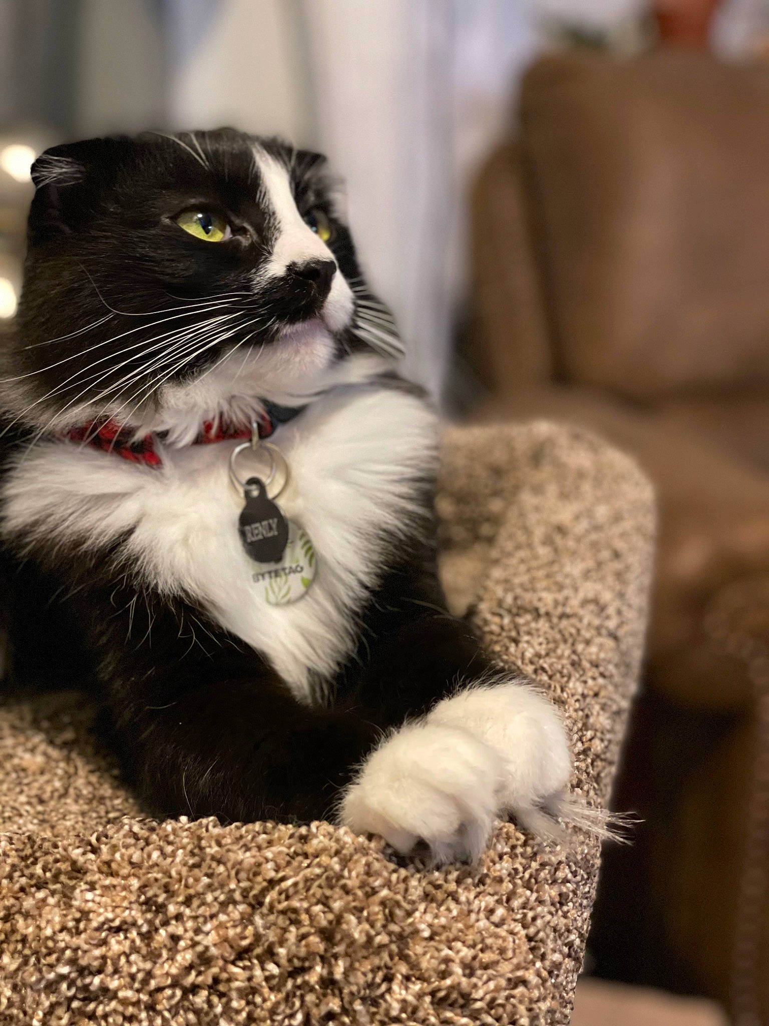 Renly joined the competition — help win amazing prizes! carnivore, cat, claw, comfort, couch, domestic_short_haired_cat, eye, felidae, foot, fur, grey, human_leg, paw, sitting, small_to_medium_sized_cats, snout, tail, terrestrial_animal, whiskers, window