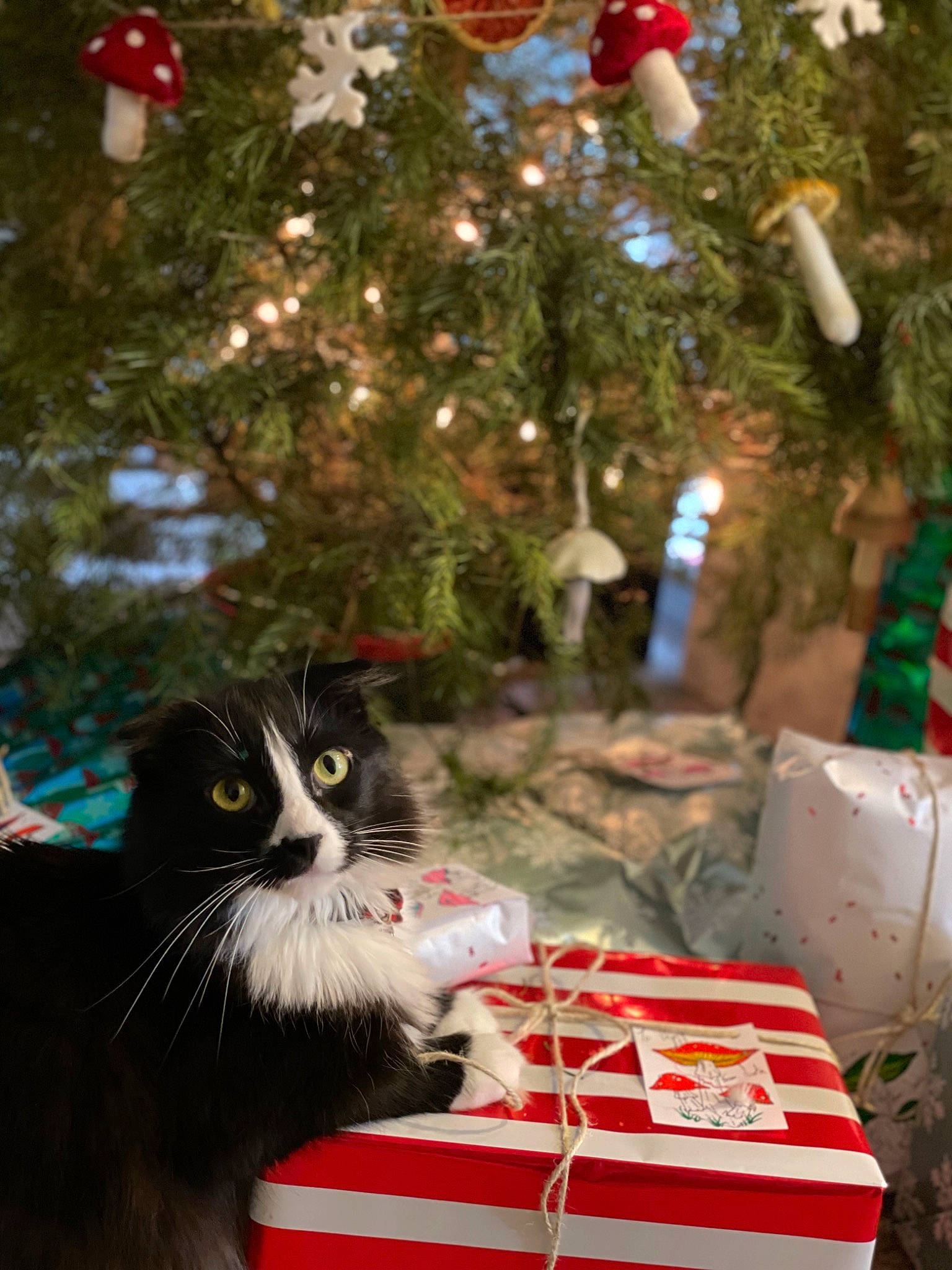 Renly joined the competition — help win amazing prizes! box, carnivore, cat, christmas_decoration, christmas_ornament, christmas_tree, conifer, event, felidae, grass, green, holiday, holiday_ornament, light, ornament, plant, small_to_medium_sized_cats, tree, whiskers, window