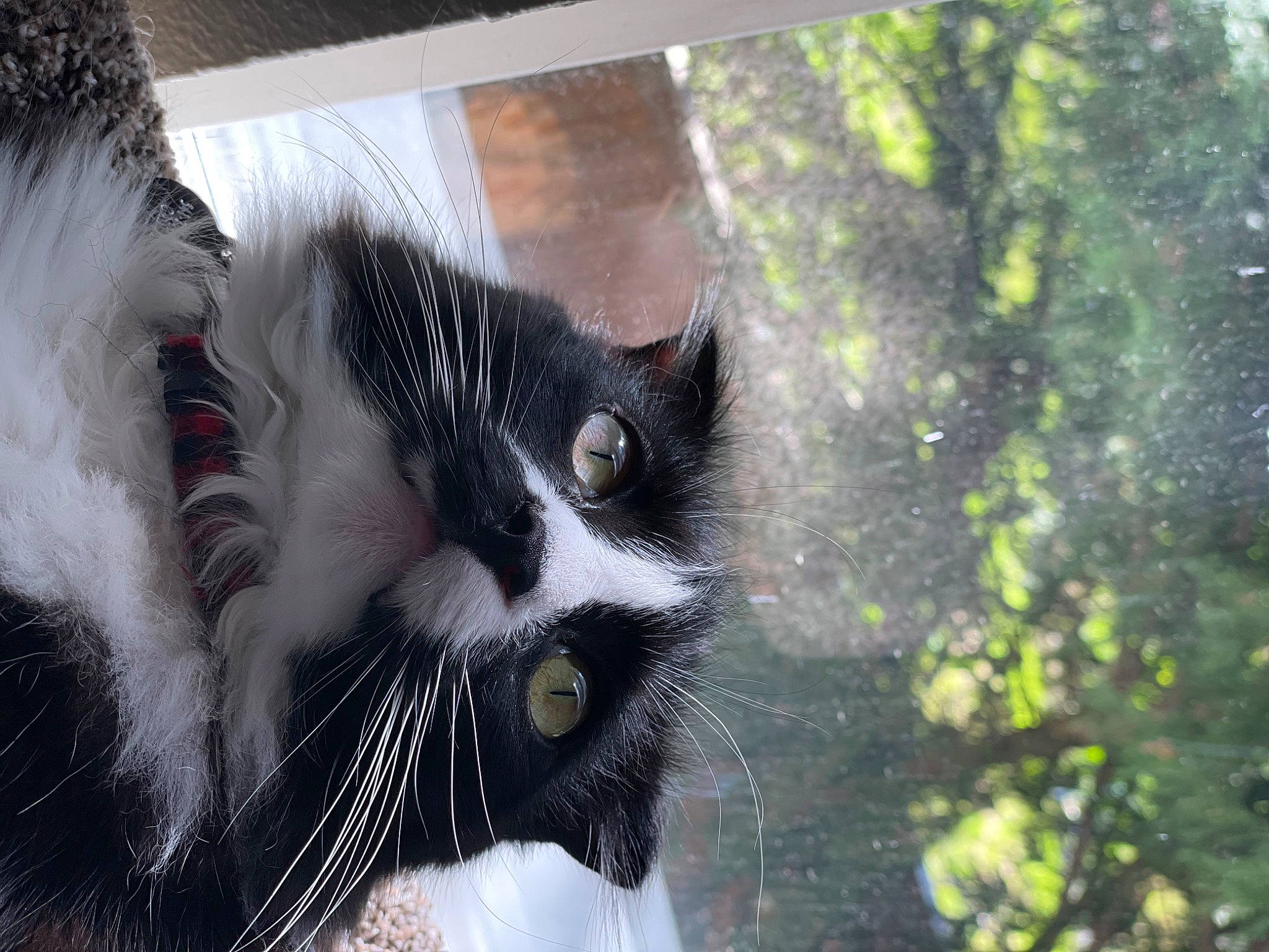 Renly joined the competition — help win amazing prizes! art, carnivore, cat, claw, domestic_short_haired_cat, felidae, fur, grass, paw, plant, small_to_medium_sized_cats, snout, tail, terrestrial_animal, tree, trunk, twig, whiskers, window, wood