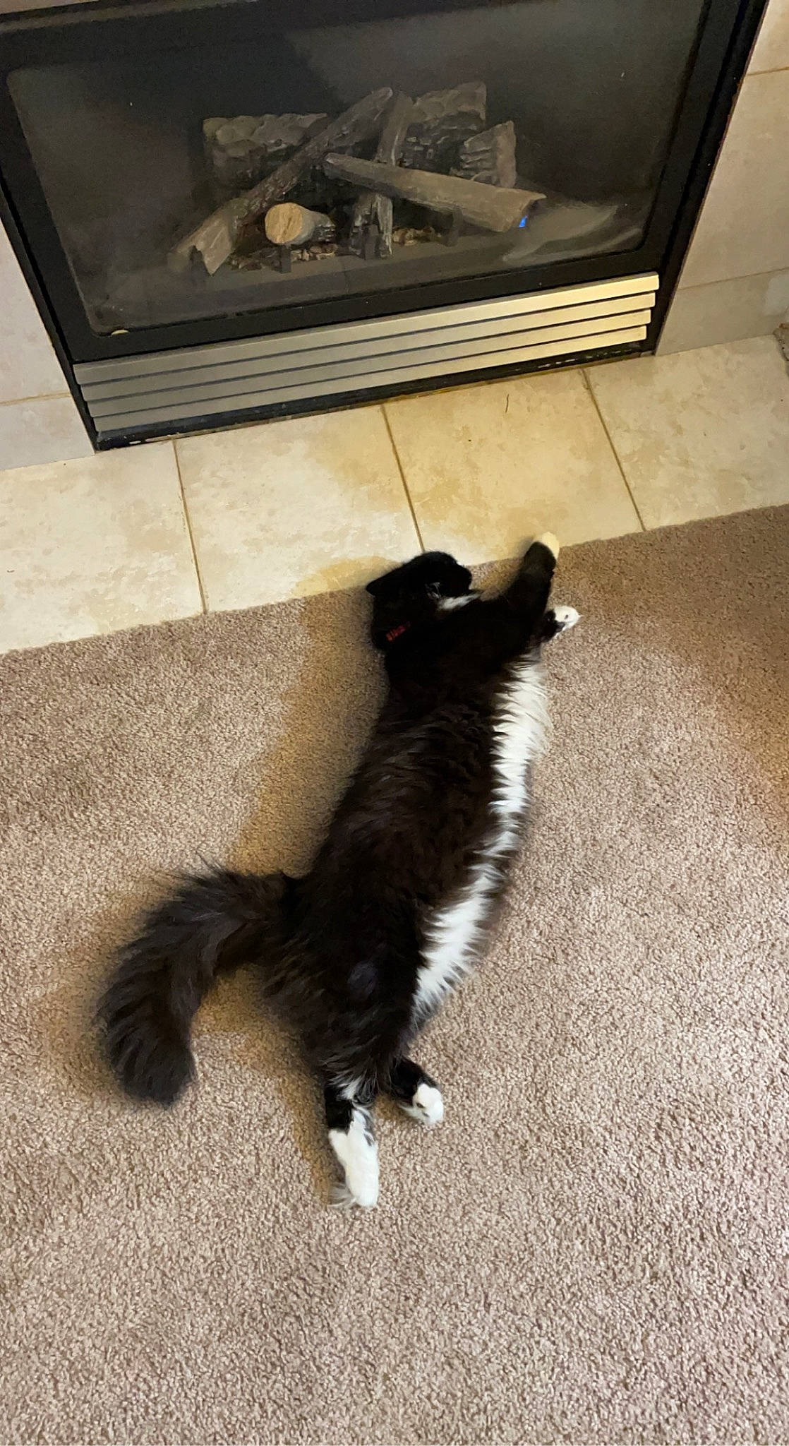 Renly is registered to the contest to win money with this photo: canidae, carnivore, cat, companion_dog, dog_breed, domestic_short_haired_cat, door_mat, felidae, floor, flooring, fur, hardwood, paw, shadow, small_to_medium_sized_cats, sporting_group, tail, terrestrial_animal, whiskers, wood