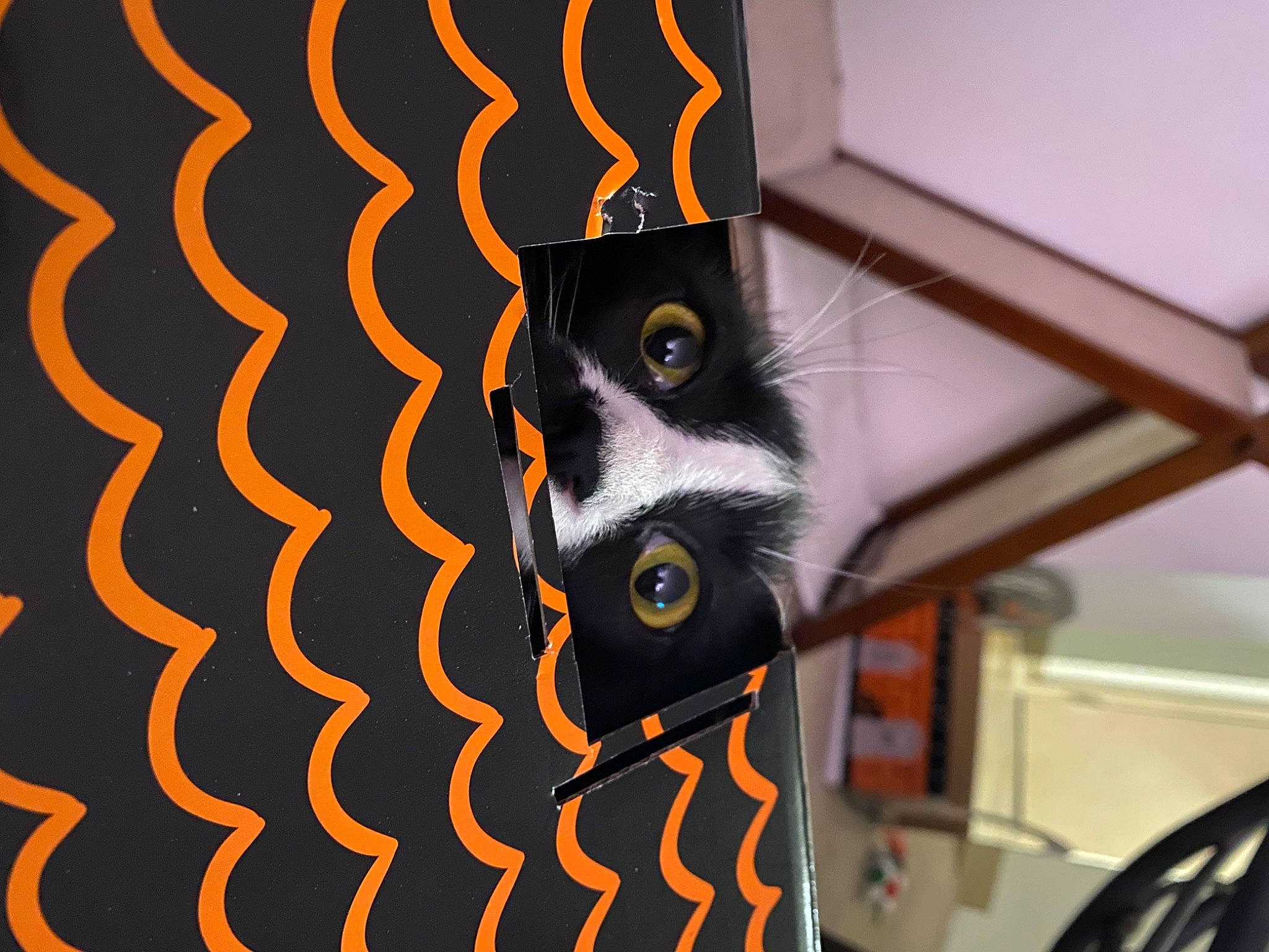 Renly is registered to the contest to win money with this photo: audio_equipment, carnivore, close_up, drum, felidae, font, fur, hair, hairstyle, head, organism, pattern, rim, room, snout, tail, terrestrial_animal, vertebrate, whiskers, wildlife