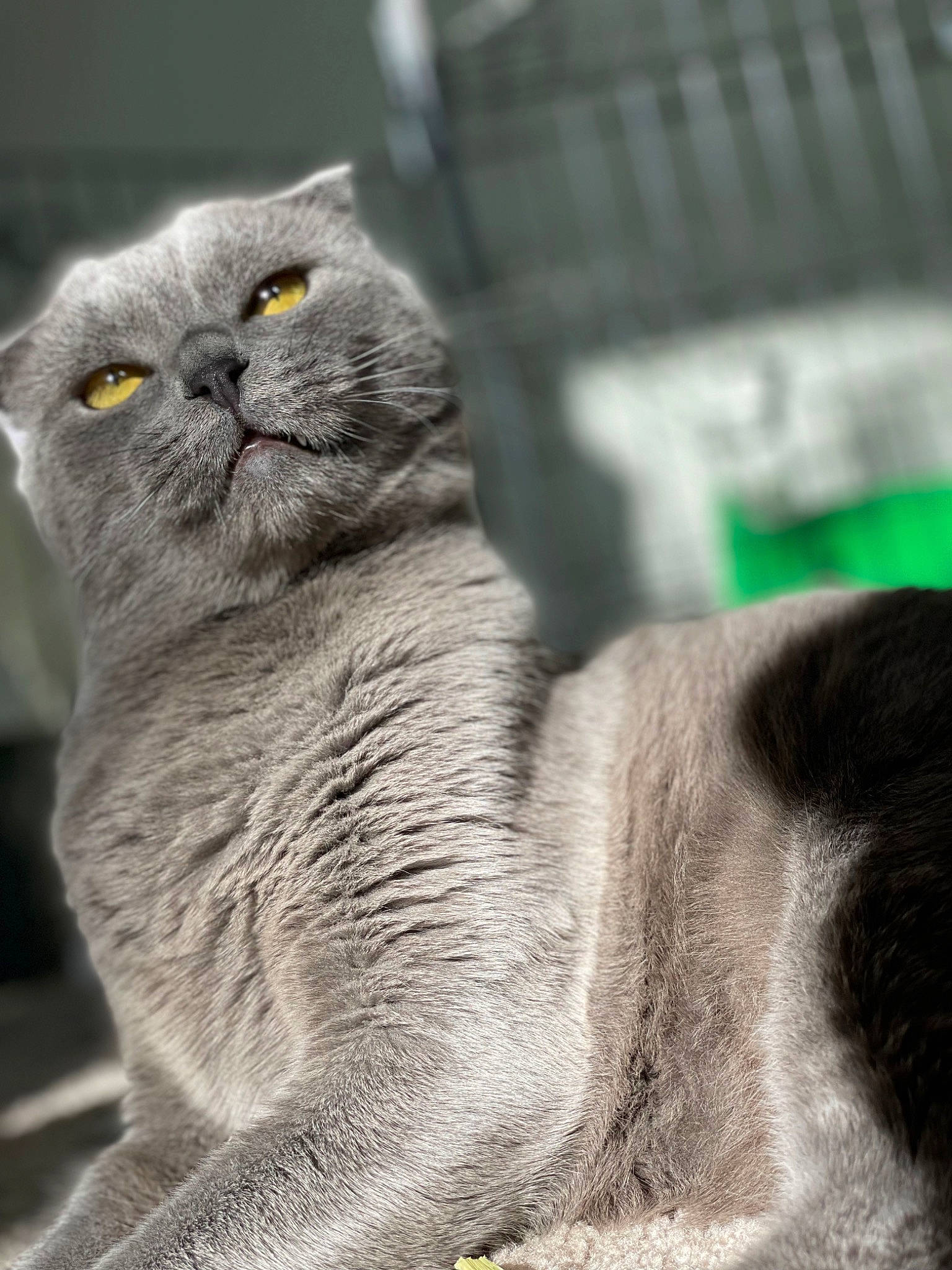 Oberyn Martell is registered to the contest to win money with this photo: carnivore, cat, close_up, domestic_short_haired_cat, felidae, fur, grey, mammal, monochrome_photography, organism, plant, scottish_fold, sitting, small_to_medium_sized_cats, snout, tail, terrestrial_animal, vertebrate, whiskers, wildlife