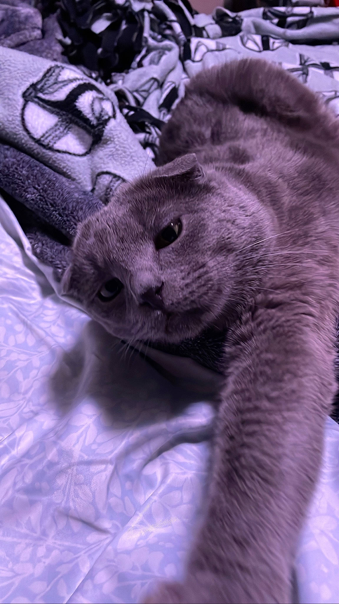 Oberyn Martell is registered to the contest to win money with this photo: carnivore, cat, close_up, comfort, domestic_short_haired_cat, eye, fawn, felidae, fur, grey, paw, plant, sitting, small_to_medium_sized_cats, snout, tail, terrestrial_animal, tree, whiskers, window