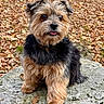 animal, autumn, black_fur, collar, cute, dog, ears, eyes, fluffy, fur, leaves, nature, outdoor, pet, portrait, rock, sitting, small_dog, tan_fur, tongue_out