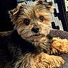dog, small_dog, fluffy_fur, brown_fur, black_fur, pet, cute, animal, lying_down, close_up, indoor, texture, face, eyes, nose, ears, paw, resting, background, bag